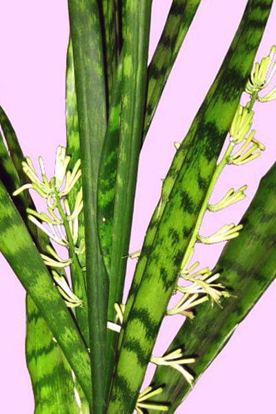 Kwiaty sansewierii