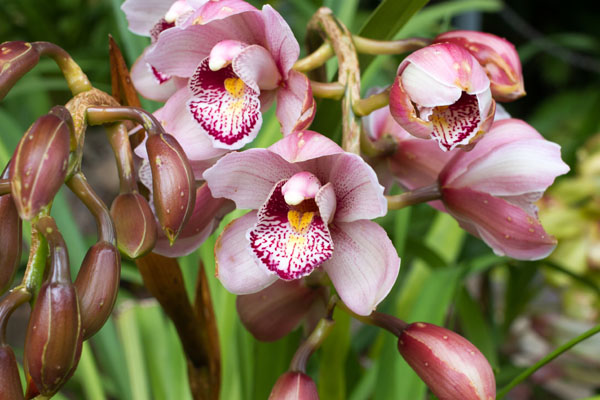 Roślina doniczkowa - storczyk cymbidium (cymbidium spp.)